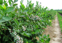 含山縣還林農林投資有限公司藍莓